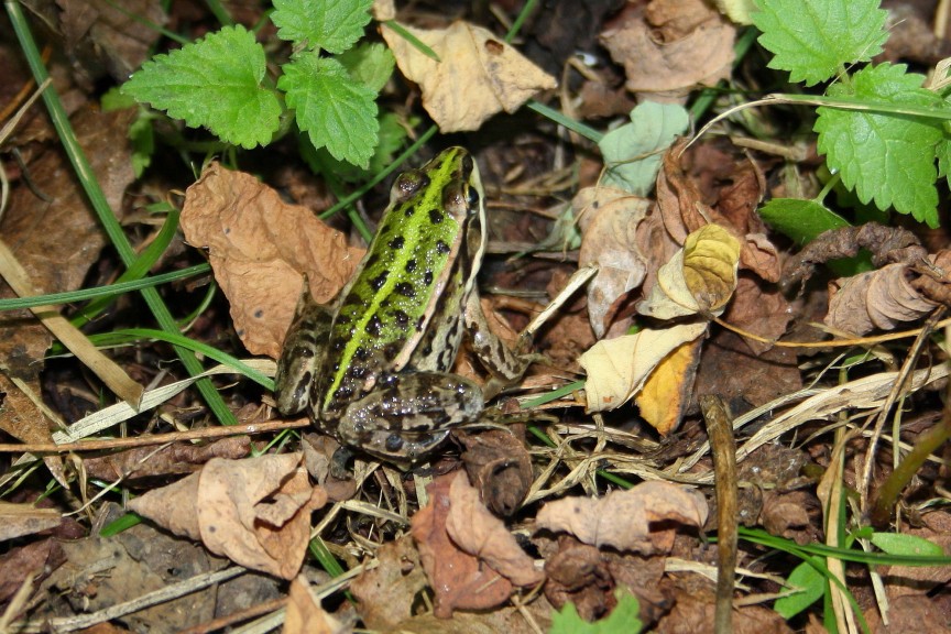di che rana si tratta? Pelophylax sp. (Lombardia)